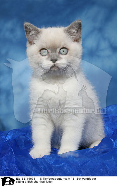 sitzendes Britisch Kurzhaar Ktzchen / sitting british shorthair kitten / SS-15638