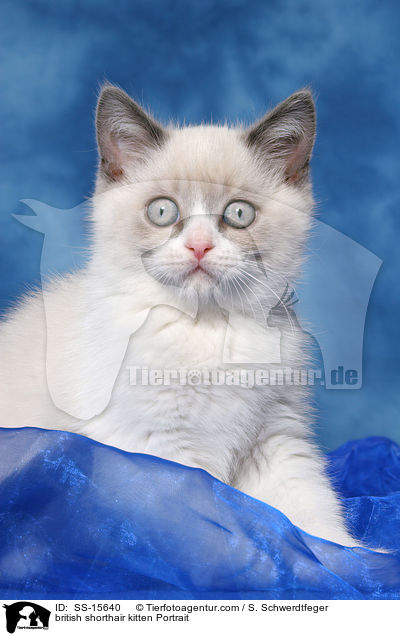 british shorthair kitten Portrait / SS-15640