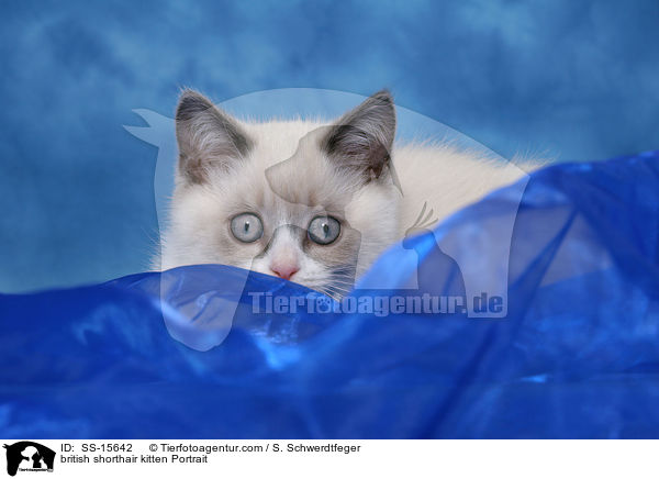 Britisch Kurzhaar Ktzchen Portrait / british shorthair kitten Portrait / SS-15642