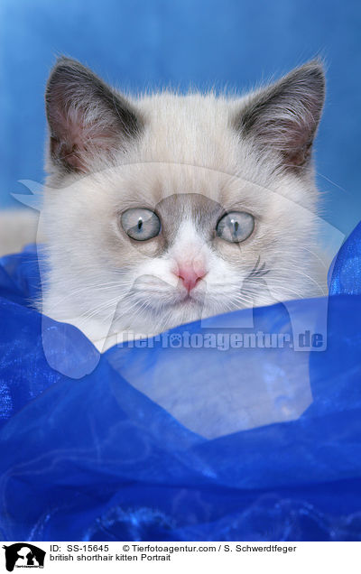 british shorthair kitten Portrait / SS-15645