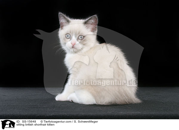sitzendes Britisch Kurzhaar Ktzchen / sitting british shorthair kitten / SS-15648