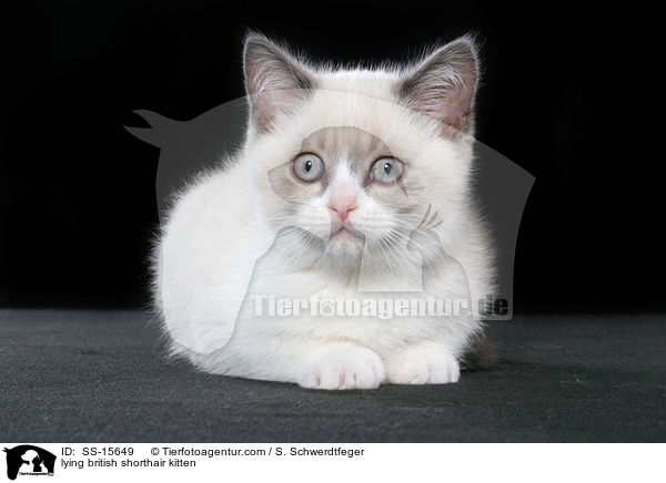 liegendes Britisch Kurzhaar Ktzchen / lying british shorthair kitten / SS-15649