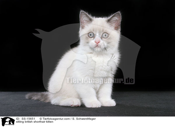 sitzendes Britisch Kurzhaar Ktzchen / sitting british shorthair kitten / SS-15651