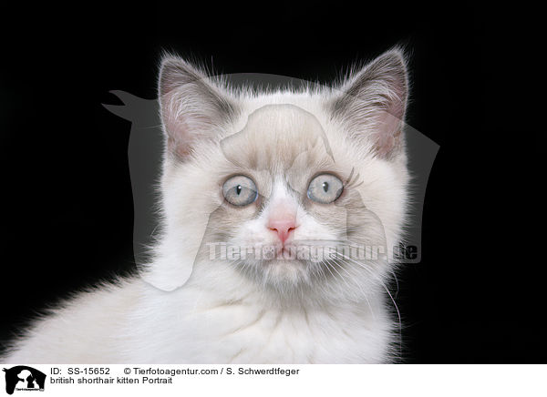 Britisch Kurzhaar Ktzchen Portrait / british shorthair kitten Portrait / SS-15652