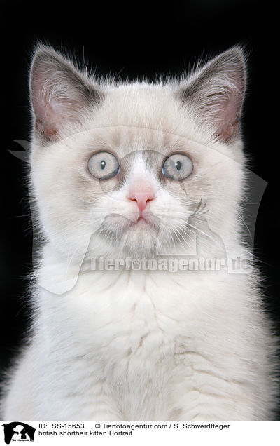 Britisch Kurzhaar Ktzchen Portrait / british shorthair kitten Portrait / SS-15653