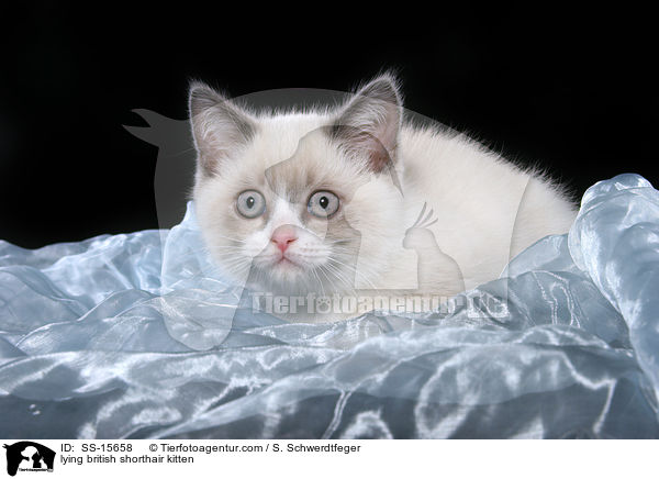 liegendes Britisch Kurzhaar Ktzchen / lying british shorthair kitten / SS-15658