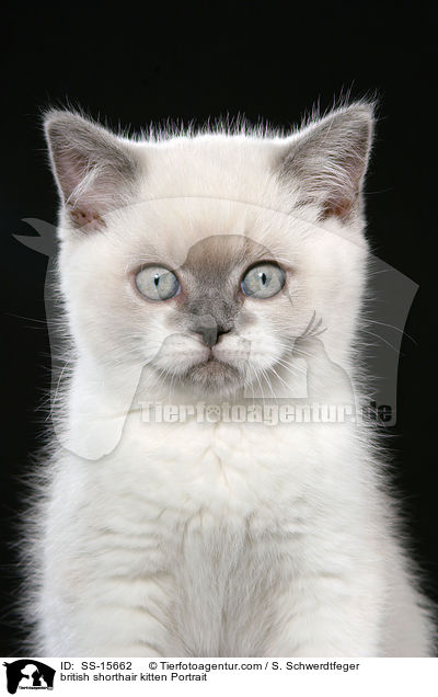 Britisch Kurzhaar Ktzchen Portrait / british shorthair kitten Portrait / SS-15662
