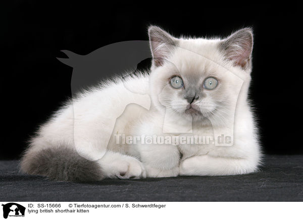 liegendes Britisch Kurzhaar Ktzchen / lying british shorthair kitten / SS-15666