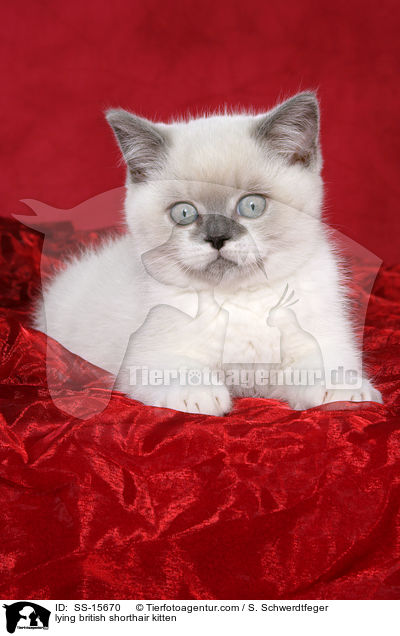 liegendes Britisch Kurzhaar Ktzchen / lying british shorthair kitten / SS-15670