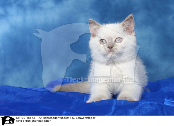 liegendes Britisch Kurzhaar Ktzchen / lying british shorthair kitten / SS-15672