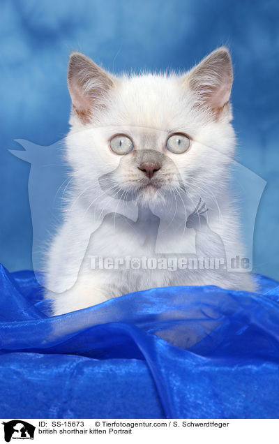 british shorthair kitten Portrait / SS-15673