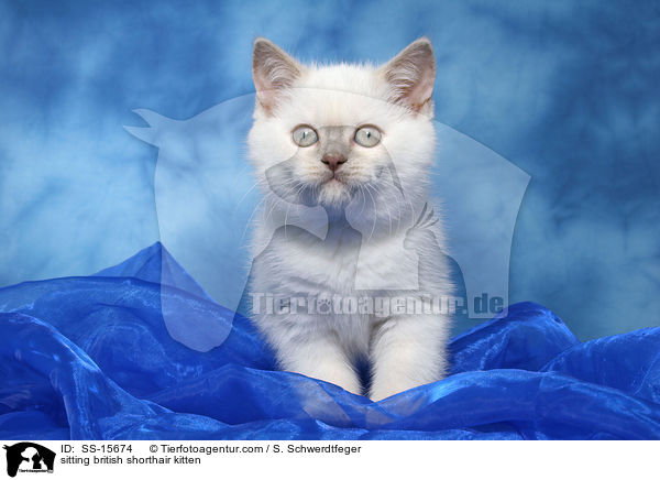 sitzendes Britisch Kurzhaar Ktzchen / sitting british shorthair kitten / SS-15674
