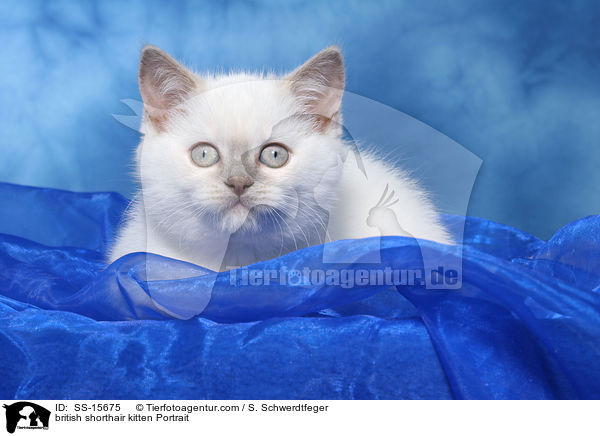 british shorthair kitten Portrait / SS-15675