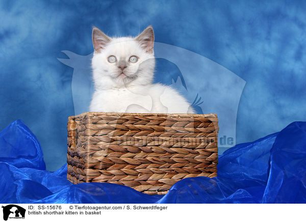 Britisch Kurzhaar Ktzchen im Krbchen / british shorthair kitten in basket / SS-15676