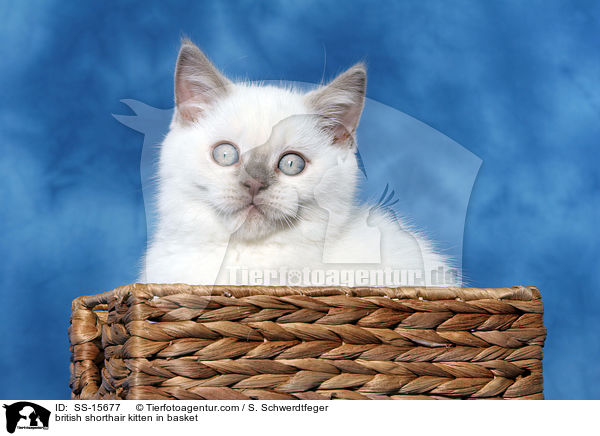 Britisch Kurzhaar Ktzchen im Korb / british shorthair kitten in basket / SS-15677