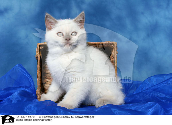 sitzendes Britisch Kurzhaar Ktzchen / sitting british shorthair kitten / SS-15679