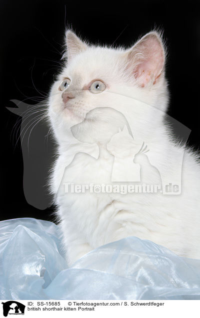 british shorthair kitten Portrait / SS-15685