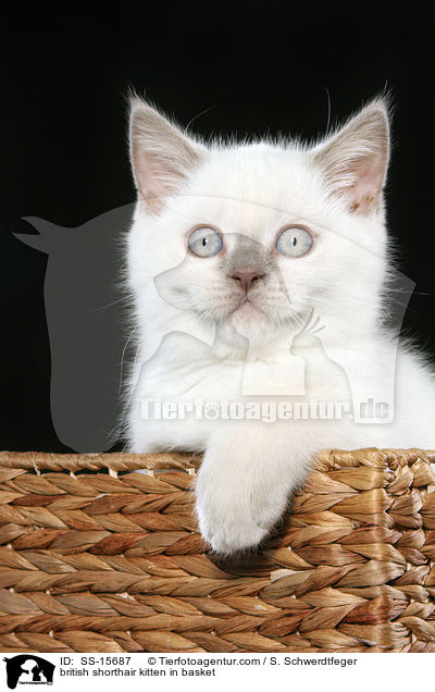 british shorthair kitten in basket / SS-15687