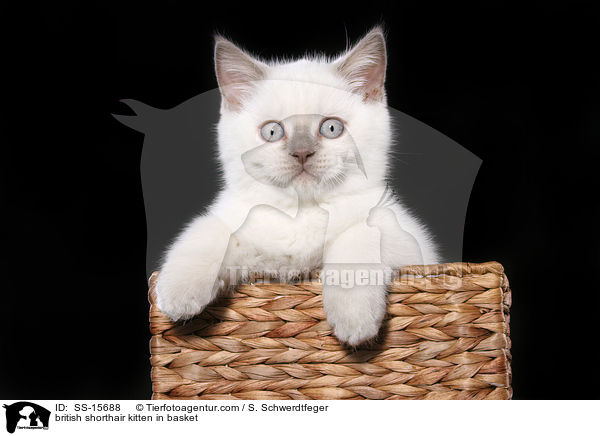 british shorthair kitten in basket / SS-15688