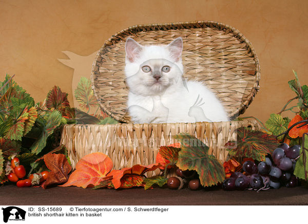 Britisch Kurzhaar Ktzchen im Korb / british shorthair kitten in basket / SS-15689