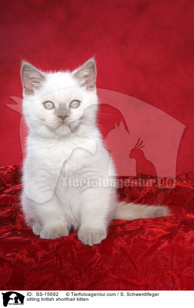 sitzendes Britisch Kurzhaar Ktzchen / sitting british shorthair kitten / SS-15692