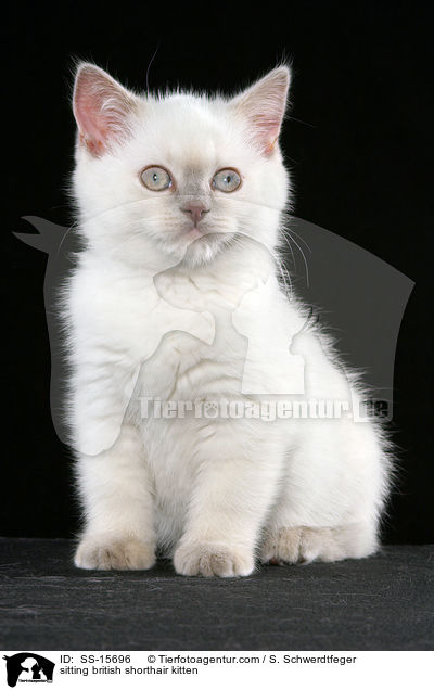sitzendes Britisch Kurzhaar Ktzchen / sitting british shorthair kitten / SS-15696
