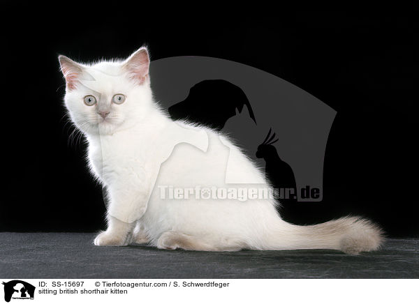 sitzendes Britisch Kurzhaar Ktzchen / sitting british shorthair kitten / SS-15697