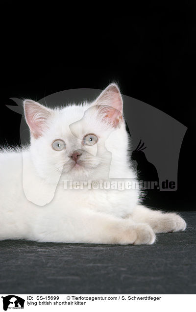liegendes Britisch Kurzhaar Ktzchen / lying british shorthair kitten / SS-15699