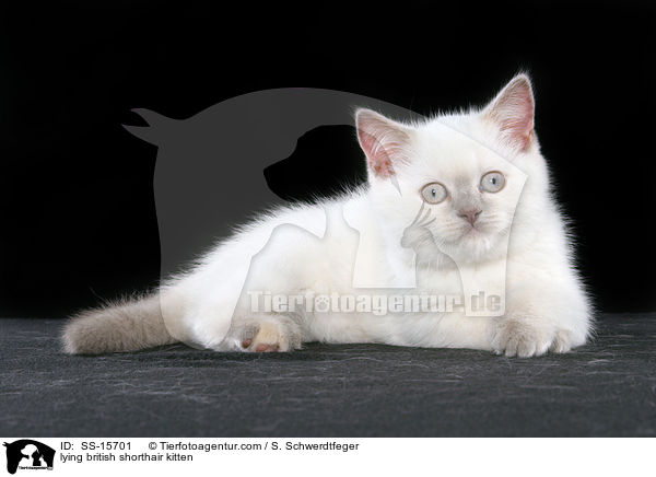 liegendes Britisch Kurzhaar Ktzchen / lying british shorthair kitten / SS-15701
