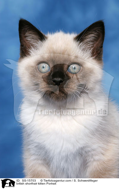 british shorthair kitten Portrait / SS-15703