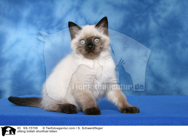 sitting british shorthair kitten / SS-15706