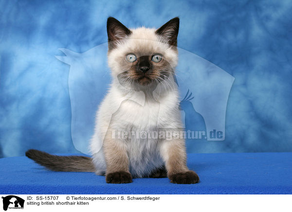 sitzendes Britisch Kurzhaar Ktzchen / sitting british shorthair kitten / SS-15707