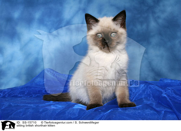 sitzendes Britisch Kurzhaar Ktzchen / sitting british shorthair kitten / SS-15710