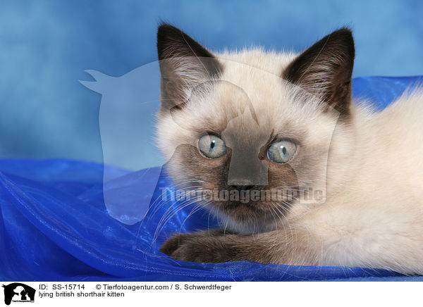 liegendes Britisch Kurzhaar Ktzchen / lying british shorthair kitten / SS-15714