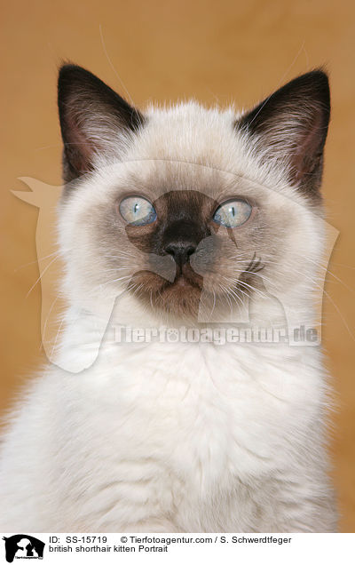 british shorthair kitten Portrait / SS-15719