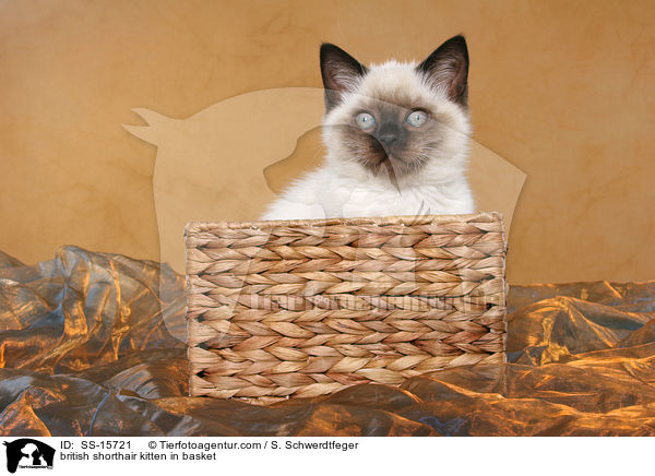 british shorthair kitten in basket / SS-15721