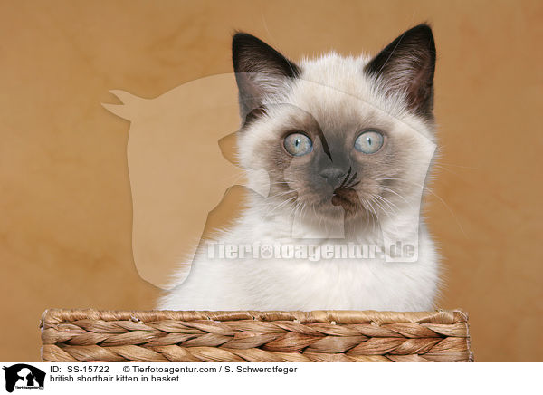 Britisch Kurzhaar Ktzchen im Korb / british shorthair kitten in basket / SS-15722