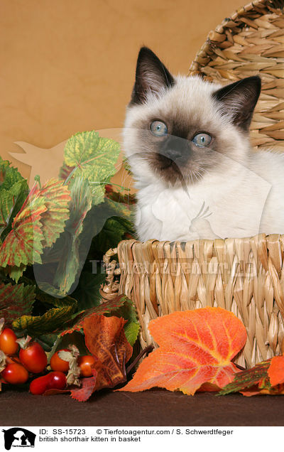 Britisch Kurzhaar Ktzchen im Krbchen / british shorthair kitten in basket / SS-15723