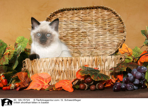 Britisch Kurzhaar Ktzchen im Krbchen / british shorthair kitten in basket / SS-15724