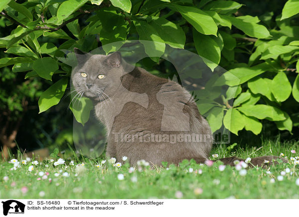 british shorthair tomcat in the meadow / SS-16480