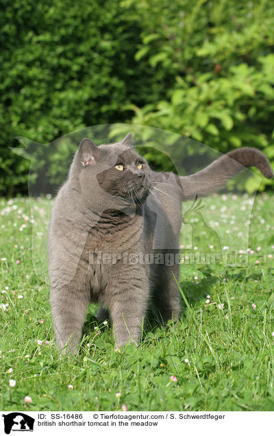 british shorthair tomcat in the meadow / SS-16486