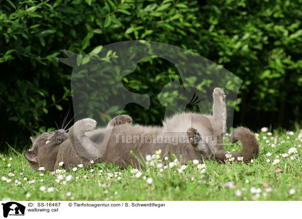 wallowing cat / SS-16487