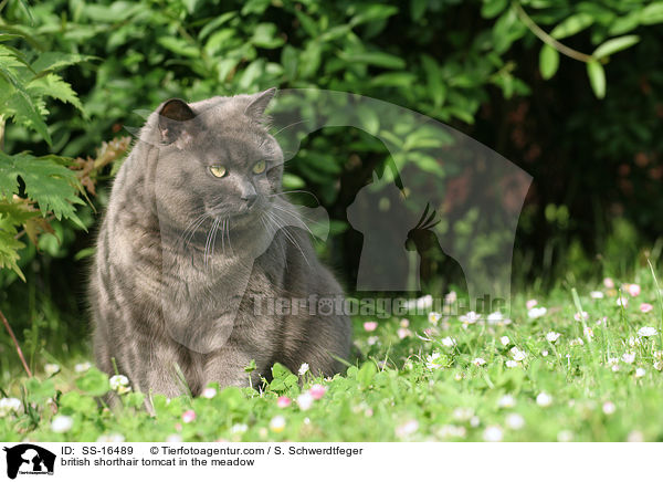 british shorthair tomcat in the meadow / SS-16489