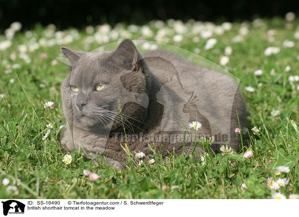 british shorthair tomcat in the meadow / SS-16490