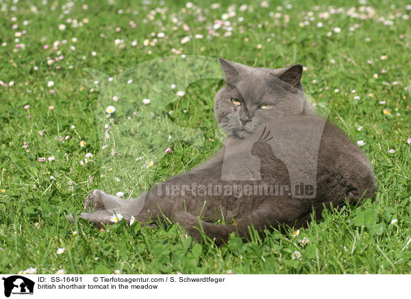 british shorthair tomcat in the meadow / SS-16491