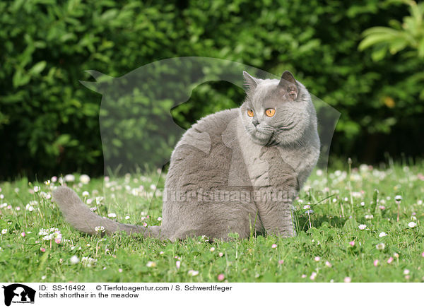 british shorthair in the meadow / SS-16492
