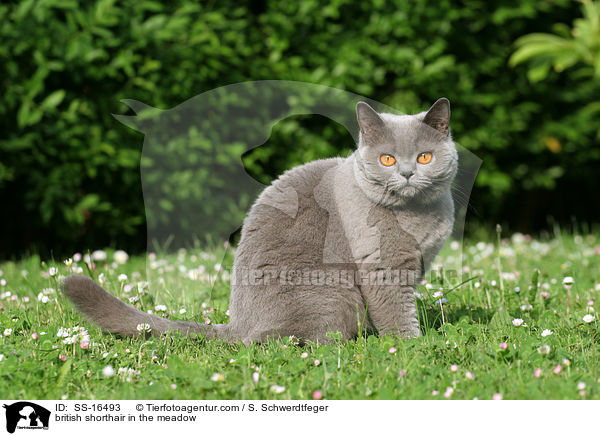 british shorthair in the meadow / SS-16493