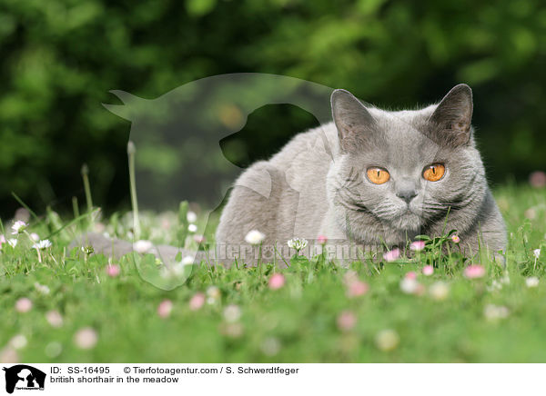 british shorthair in the meadow / SS-16495