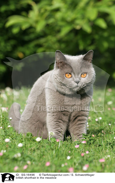 british shorthair in the meadow / SS-16496