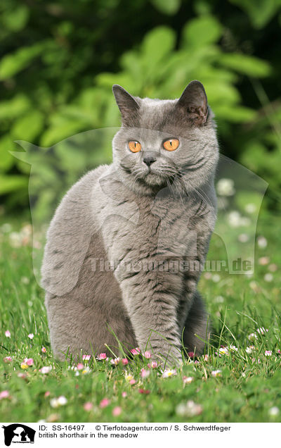british shorthair in the meadow / SS-16497